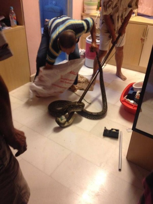 wc_snake_04.jpg